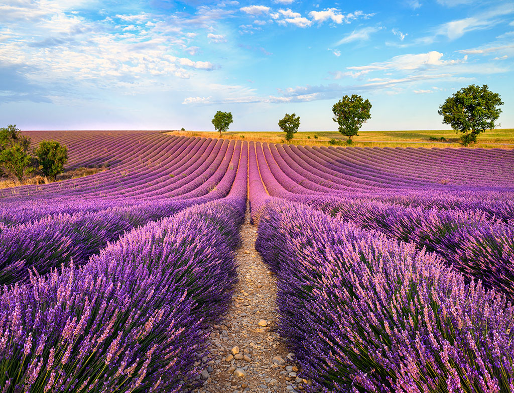 Lavender Fields