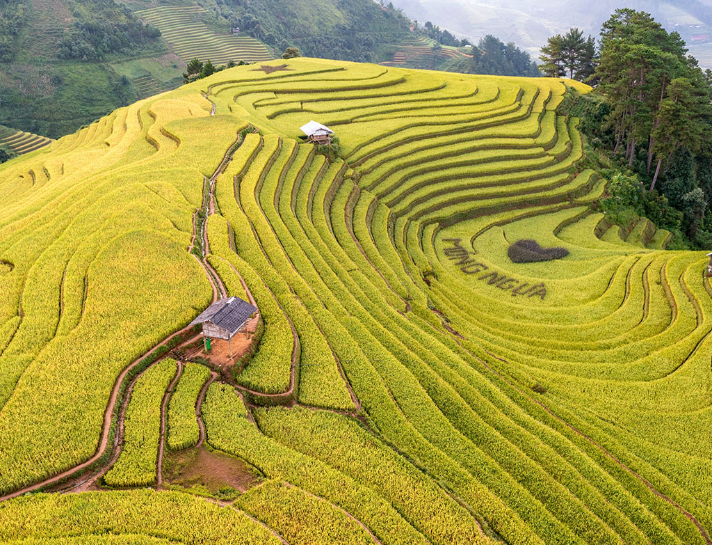 Mu Cang Chai Rice Terrace fields