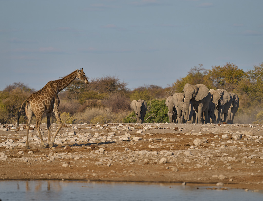 Best African spots for safari Etosha pan