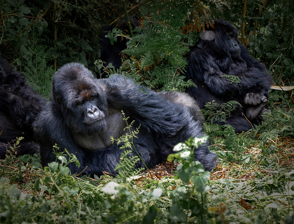 Best places for safari in Africa gorillas