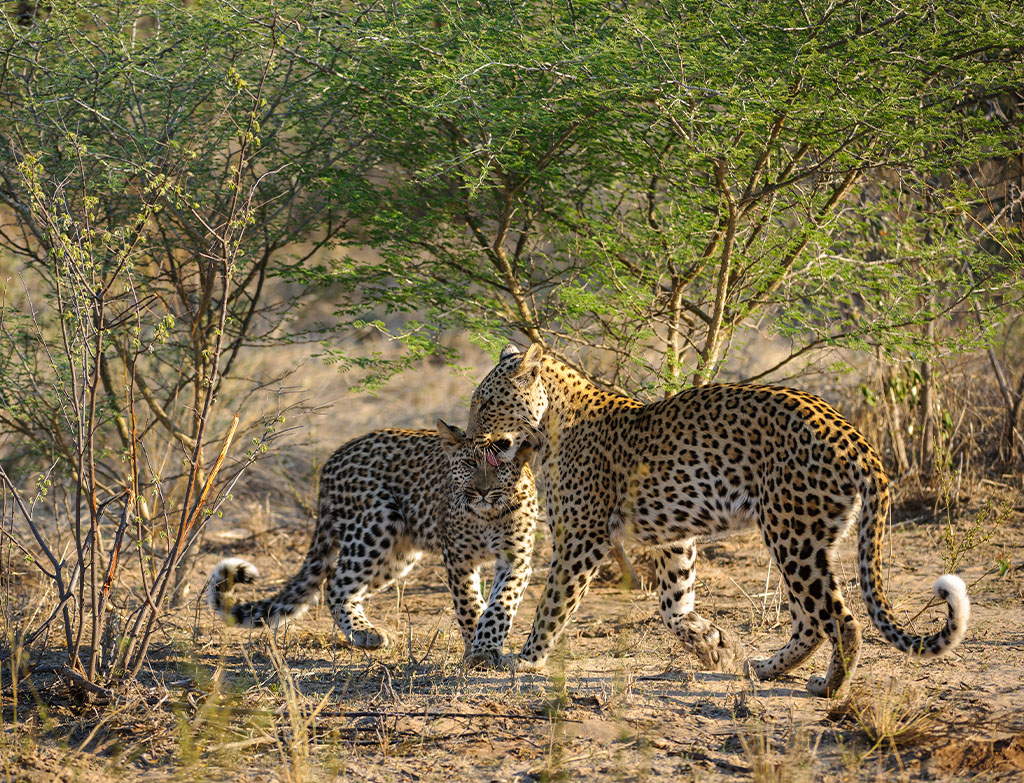 Best places for safari in Africa leopards