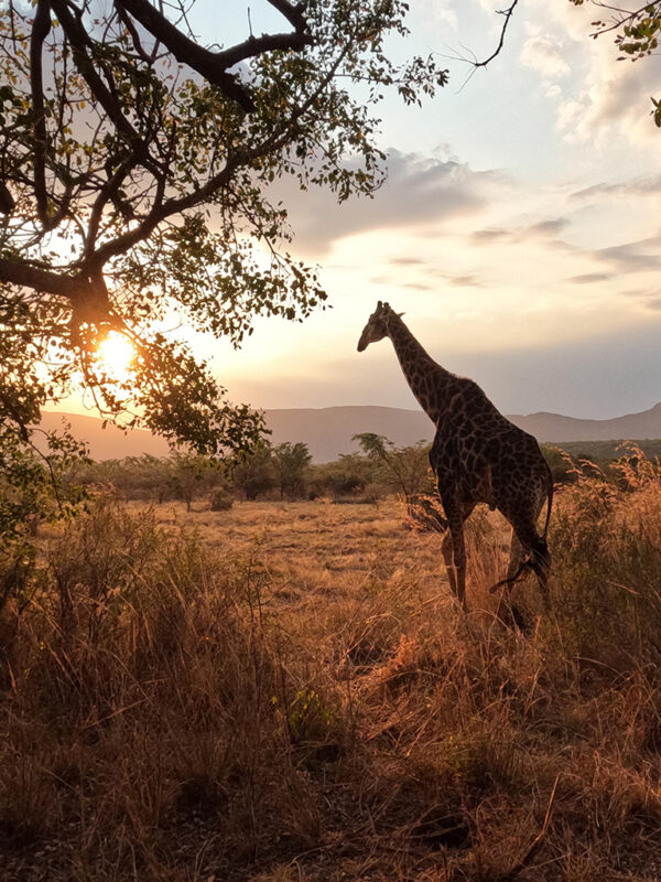 Best places for safari in Africa sunset view