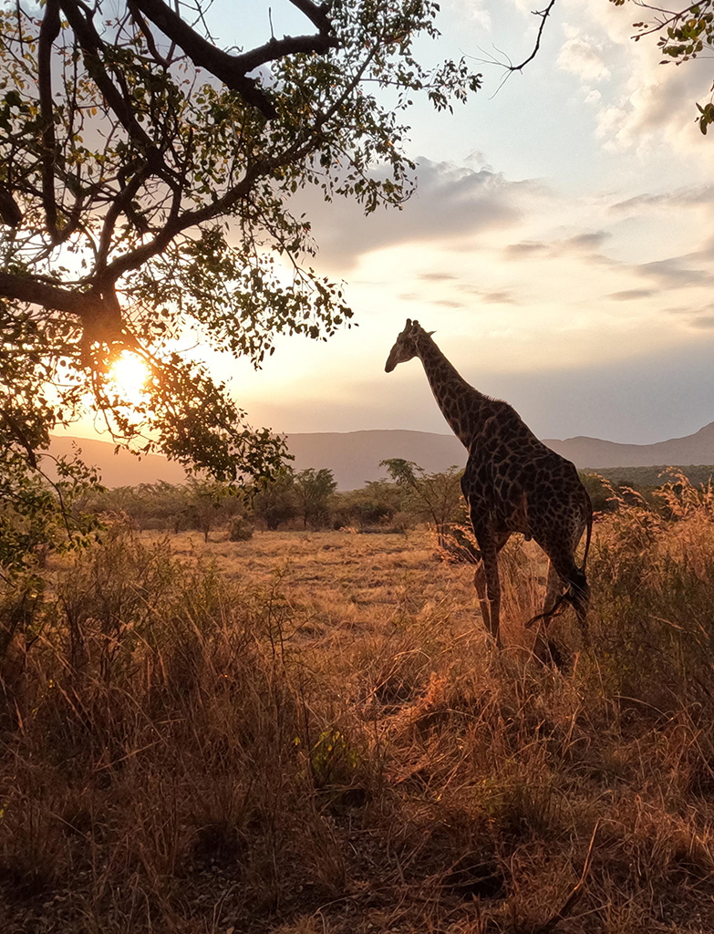 Best places for safari in Africa sunset view
