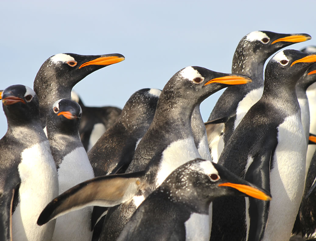 Gentoo penguins near Sea Lion Lodge in the Falkland Islands