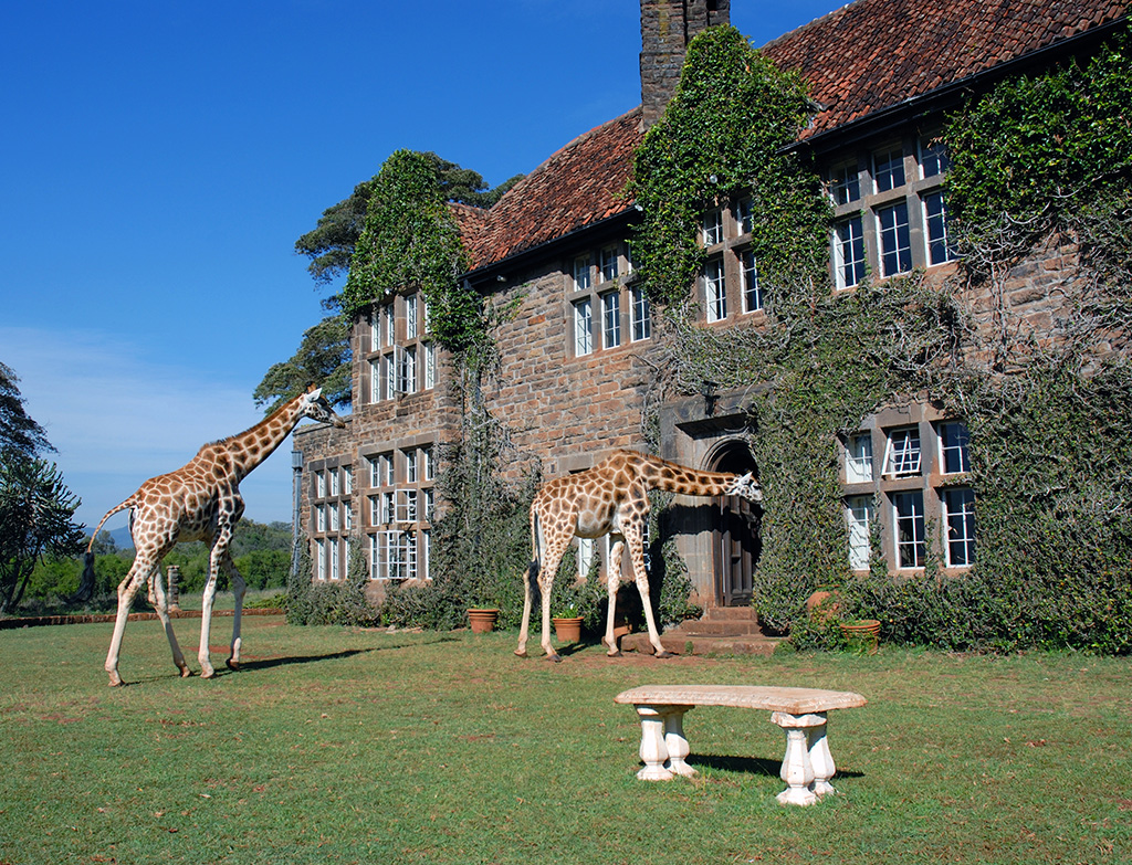 Giraffes outside Giraffe Manor wildlife hotel in Kenya