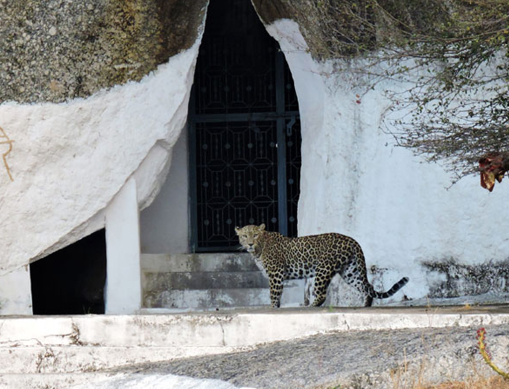 Leopard near Sujan Jawai wildlife camp in Rajasthan, India