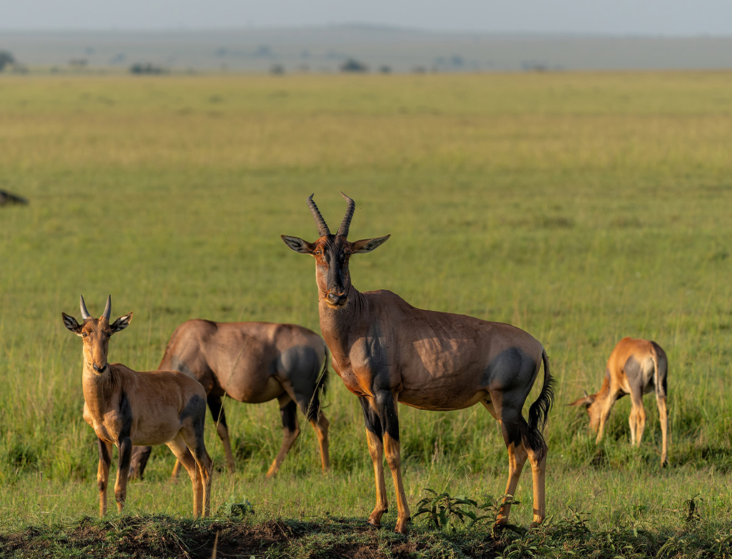 Places to go for safari in Africa Kenya