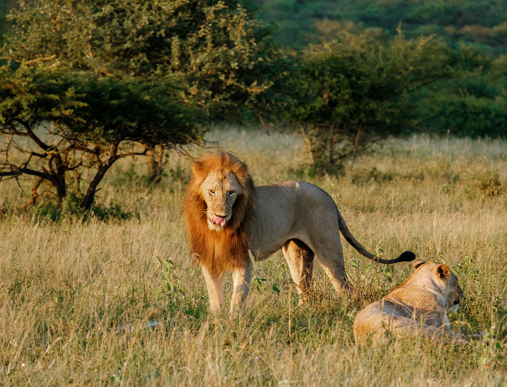 Places to go for safari in Africa lions