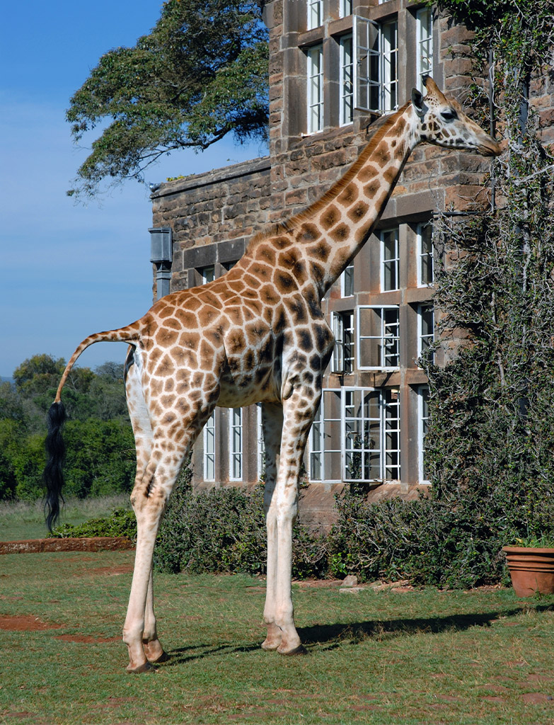 Wildlife experience travelling