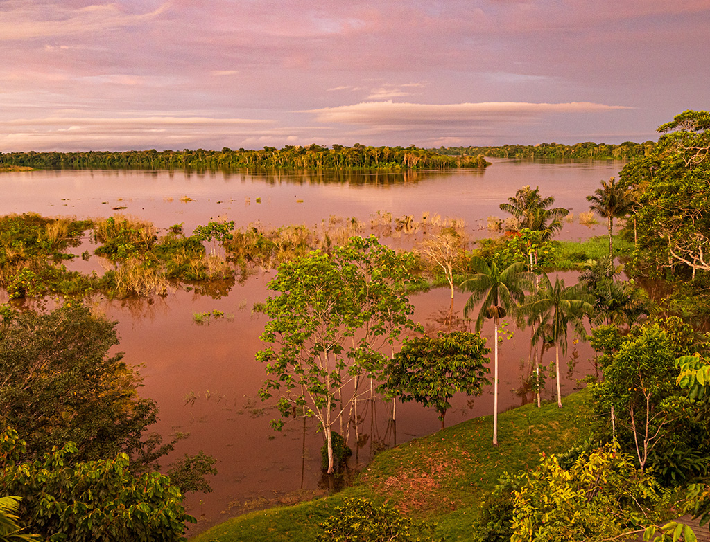 Amazon Jungle