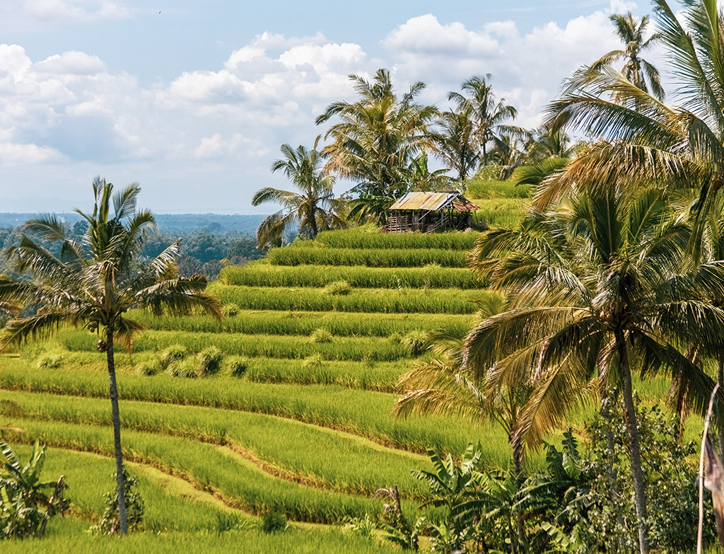 Rice terrace in Indonesia