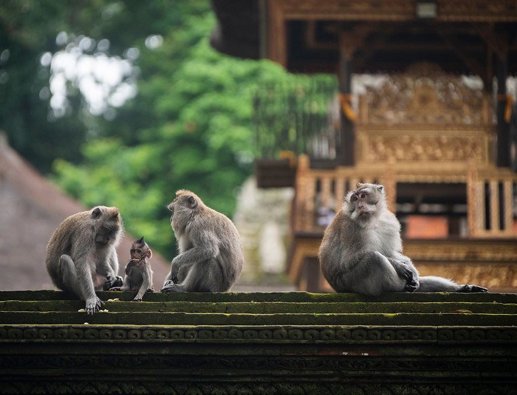 sacred Monkey Forest in Indonesia