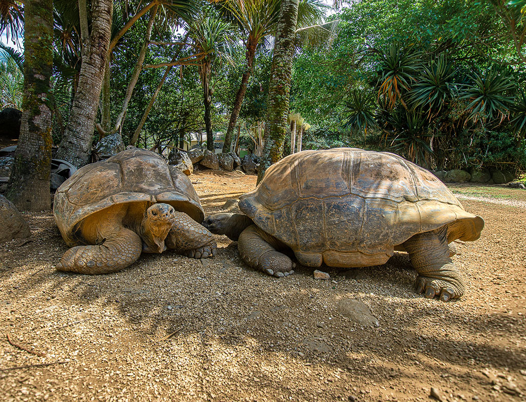 Meet the wildlife - La Vanille Nature Park in Mauritius