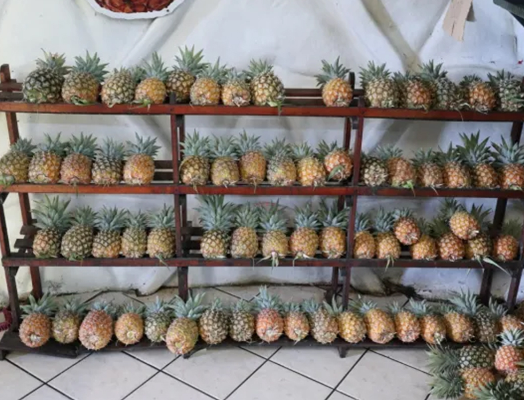 bathurst pineapple